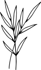 collection forest fern eucalyptus art foliage natural
leaves herbs in line style. Decorative beauty, elegant illustration 
Vector flower Botanical