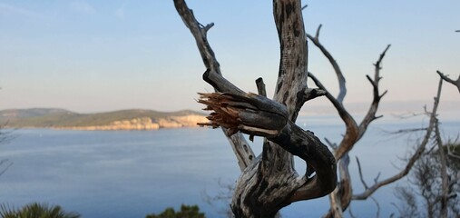 Fototapeta na wymiar dry branch in front of the sea