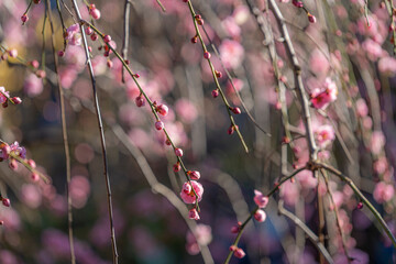 東京都江東区　亀戸天神社のきれいな梅　