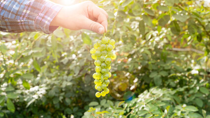 Farmer Inspecting His Ripe Wine Grapes Ready For Harvest.