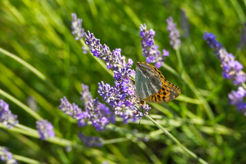 Silver-washed Fritillary butterfly (Argynnis paphia) sitting on lavender in Zurich, Switzerland