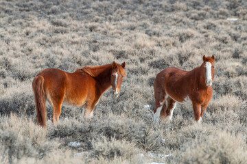 Wild Horses in Winter in the Idaho Desert