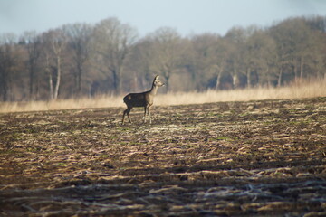 roe deer in the wild