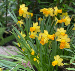 daffodils in the garden