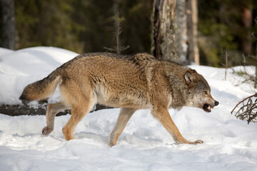  Wild life. Wolf in the forest. The animal bares its teeth. Anger, aggression. Winter landscape. Life of animals.