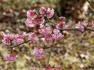 Viburnum ×bodnantense | La viorne Bodnant, arbuste touffu à boutons floraux rouge puis floraison tubulaire blanche et rose pâle en bouquets et grappes arrondies au bout de rameaux brun-rouge nus