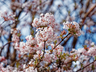 Rameaux brun rouge et nus de viorne Badnant  ou Viburnum ×bodnantense garnis en leurs extrêmités de grappes arrondies de fleurs rose à rose dragée au délicat parfum