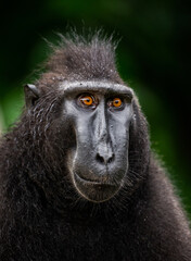 Portrait of a сelebes crested macaque. Close-up. Indonesia. Sulawesi.