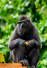 Celebes crested macaque is eating fruit. Indonesia. Sulawesi.