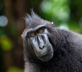 Portrait of a сelebes crested macaque. Close-up. Indonesia. Sulawesi.
