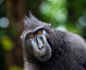 Portrait of a сelebes crested macaque. Close-up. Indonesia. Sulawesi.