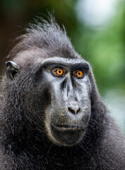 Portrait of a сelebes crested macaque. Close-up. Indonesia. Sulawesi.