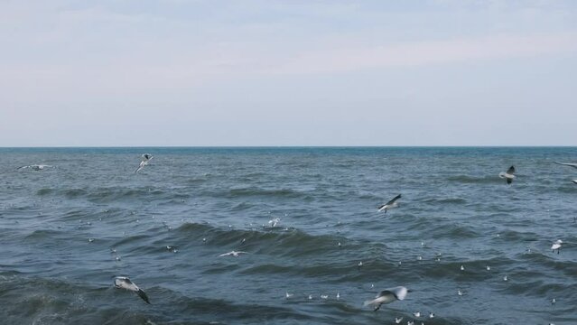 Seagulls and albatrosses soar in the sky over the sea coast. Video of the flying birds in the blue sky, 4k 50p