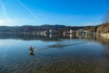 Fototapeta na wymiar Ducks flying with wiew on Woerthersee from Poertschach in Carinthia, Austria. Calm lake reflecting the landscape. View on the Karawanks Alps and Gerlitzen. Freedom vibes. Wildlife, Flying bird