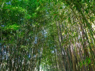Wald mit Bambuspflanzen als Hintergrund