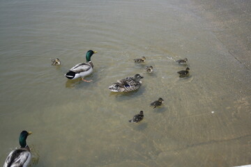 family of ducks