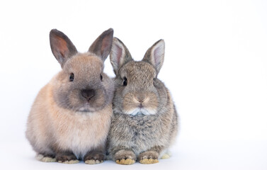 Group of brown cute baby rabbits sitting isolated on white background. Lovely young brown rabbits sitting.