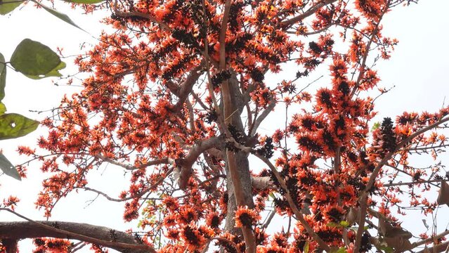 The red-orange Palash flowers have blossomed in the Palash tree. Flowers background.  4k Video.