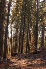 Autumnal natural landscape from Yosemite National Park, California, United States