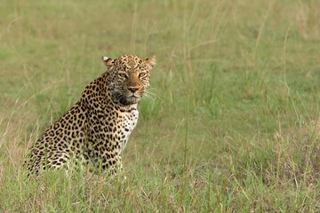 African Leopard, Panthera pardus pardus, portrait eye to eye sitting in the grass, Queen Elizabeth national park, Uganda, Africa - obrazy, fototapety, plakaty