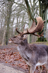 a Wild danish Red Deer with Big horns