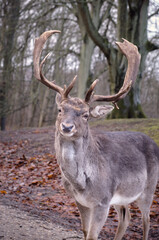a Wild danish Red Deer with Big horns