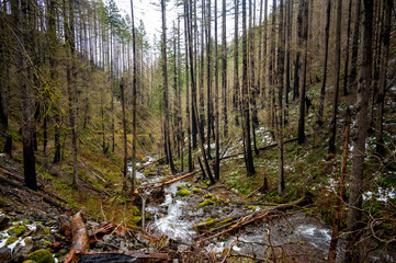 Obraz premium Burned trees on a hiking trail in The Columbia River Gorge