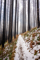 Hiking trail covered in snow with burned trees