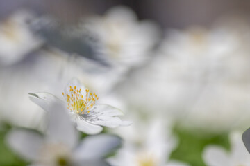 Anemone nemorosa,wood anemone spring flower