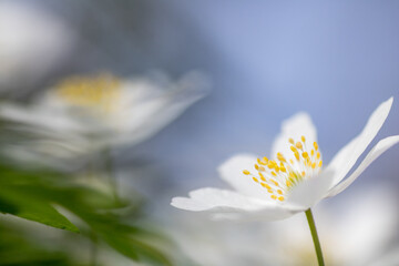 Anemone nemorosa,wood anemone spring flower