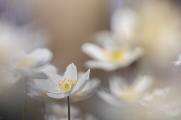 Anemone nemorosa,wood anemone spring flower