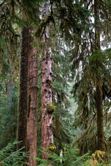 Old Growth In The Hoh Rainforest