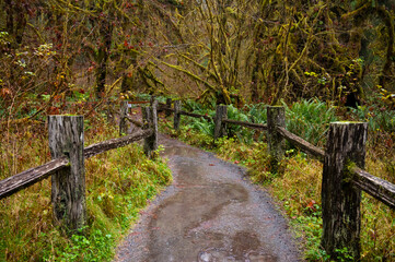 Hiking trail in the Hoh Rainforest