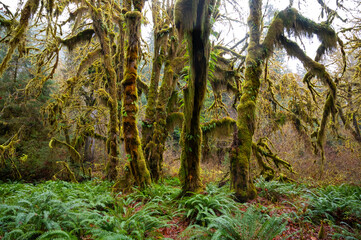 Hall of mosses in the Hoh Rainforest