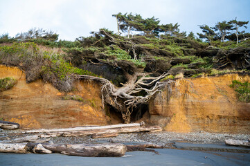 The Tree of Life on The Olympic Coast