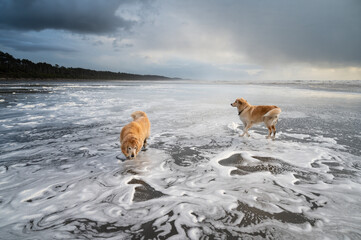Dogs on the beach playing in the ocean