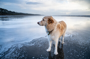 Dog standing on the beach