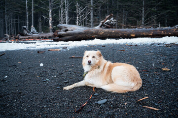 Dog laying down on the beach on the Olympic Coast