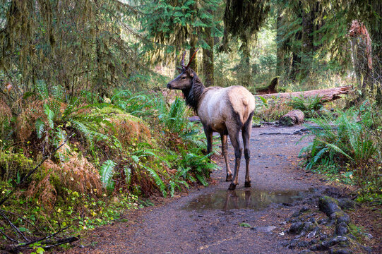 Elk on the trail in the Hoh Rainforest