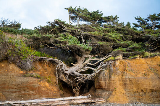 The Tree of Life on The Olympic Coast