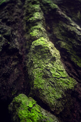 Tree texture in beautiful tropical forest