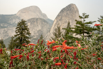 Flowers Bloom In Early Fall With Liberty Cap and Half Dome In The Smoky Distance