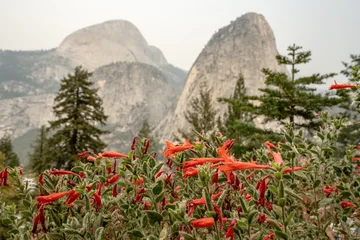 Fotobehang Flowers Bloom In Early Fall With Liberty Cap and Half Dome In The Smoky Distance © kellyvandellen