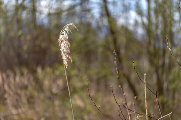 Fototapeta premium dry reed on blurred spring forest background
