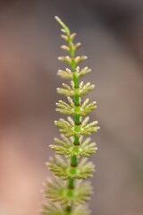 Marsh horsetail, Equisetum palustre, in a swampy area in springtime
