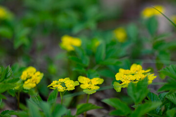 Chrysosplenium alternifolium in bloom, wild flower flowering during spring time in woodlands