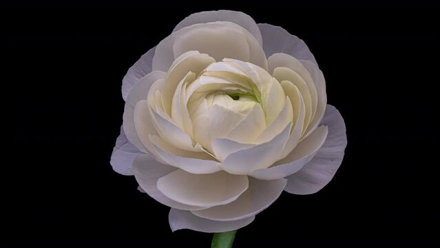 Close up of beautiful white buttercup (ranunculus) flower opening. Blooming buttercup flower background.