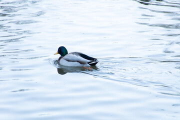 Ente schwimmt auf der Thaya