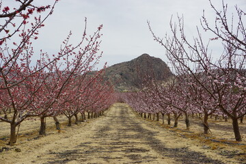 Campo con arboles de albaricoque