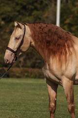 Obraz premium caballo